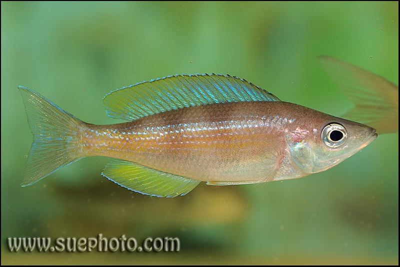 Cyprichromis zonatus 'Chituta Bay'
